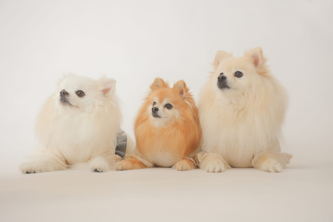 郡山市 わんちゃん撮影